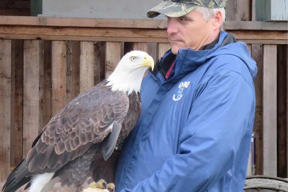 Bald eagle Sonsie with OWL bird manager Rob Hope. (Contributed file photo)