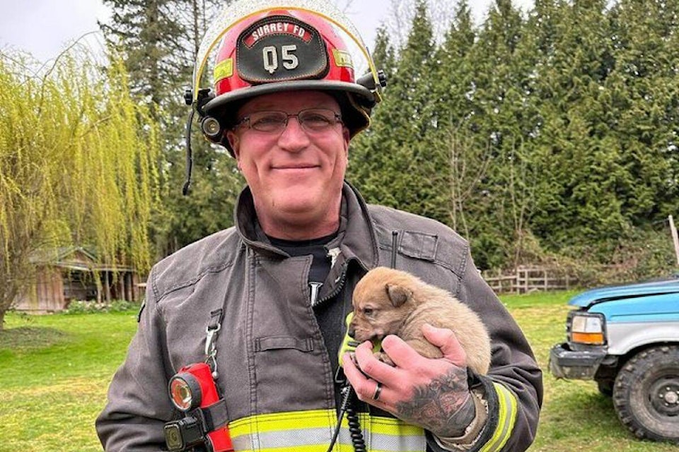 32474346_web1_230420-SUL-Fire-Crews-Puppies_1