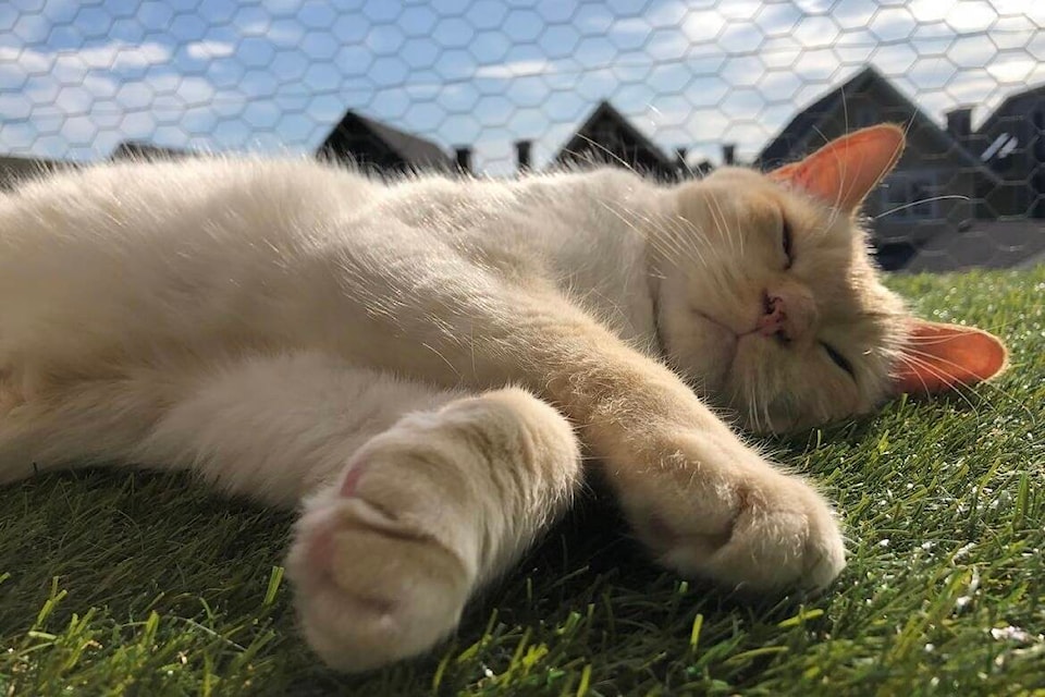 Steve snoozes peacefully in the sun, safely enclosed in a catio built by his guardians, Ken and Rebecca Jacobs, who own the White Rock-based Catioasis. (Rebecca Jacobs/Catioasis photo)