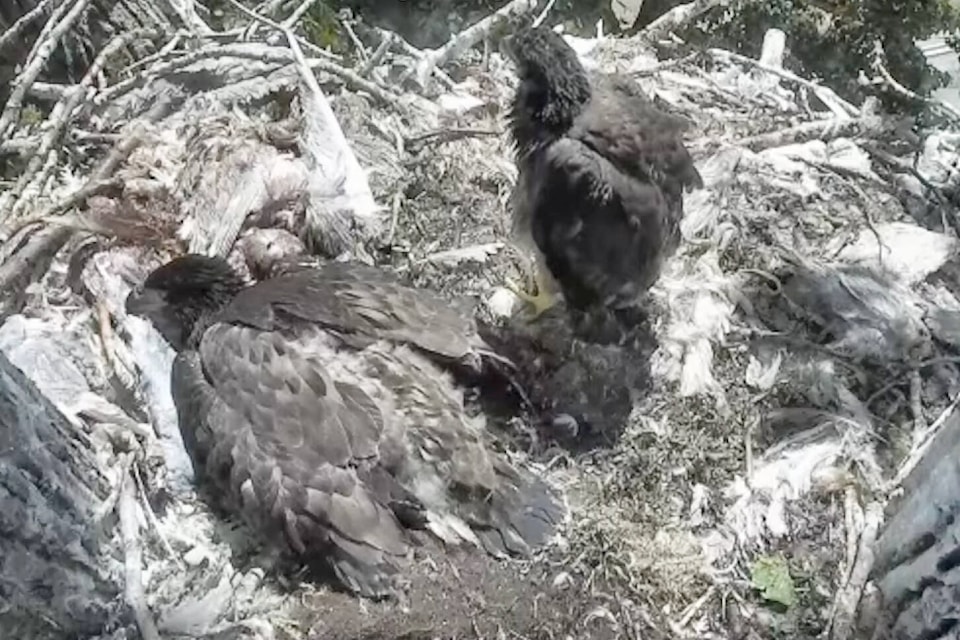 33173710_web1_230706-PAN-eaglets-about-to-fledge_1