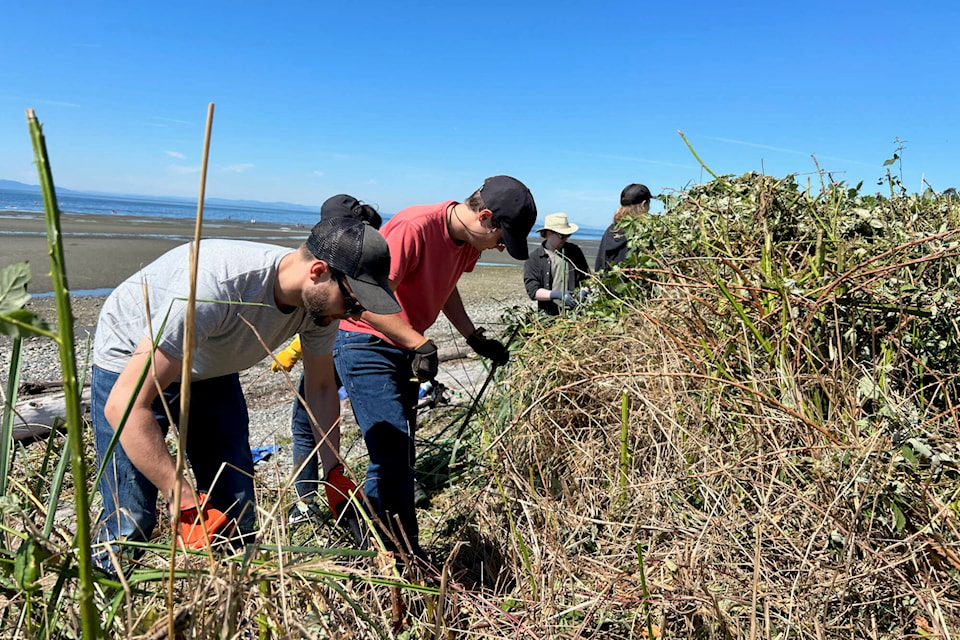 Lower Mainland Green Team volunteers cleared the equivalent of 112 bathtubs of invasive Himalayan blackberry and collected more than 20 pounds of litter from West Beach in White Rock Saturday (July 15). (Contributed photo)