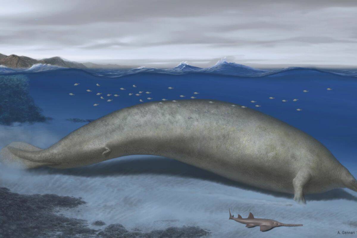 The heaviest animal ever may be this ancient whale found in the Peruvian desert