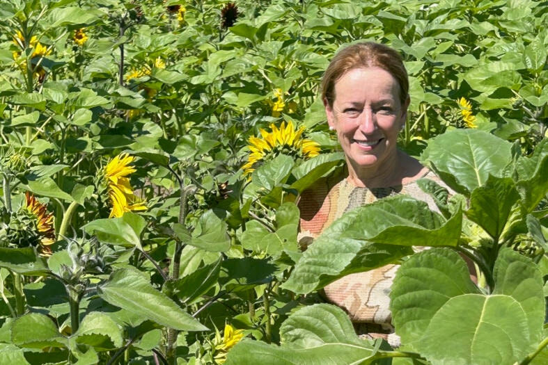33711164_web1_230831-PAN-Sunflower-Fest-sunflower_1