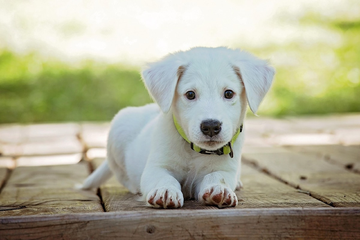 LETTER: Dog owners deserve to enjoy this city, too