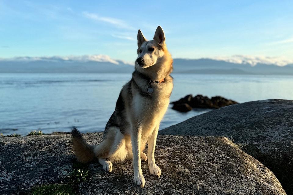 Sitka was rescued years ago by Sidney resident Elissa Boyd-McGee from an animal rescue in Nunavut, where she explained that Sitka’s fate could have ended as a puppy, as she might have been part of a cull.