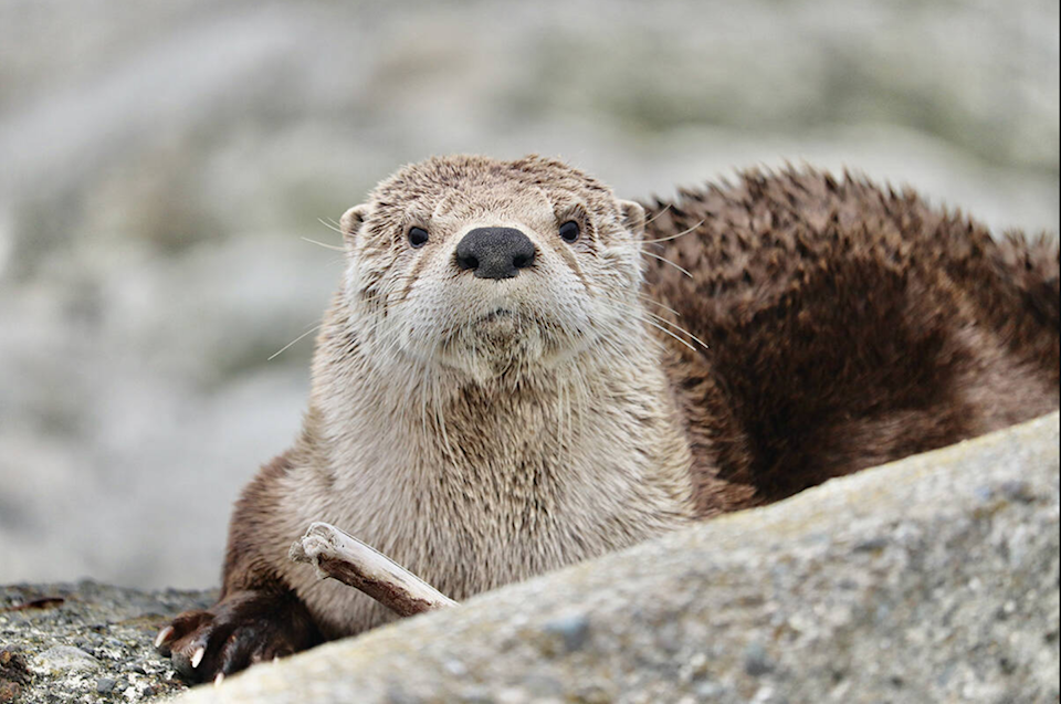 river-otter