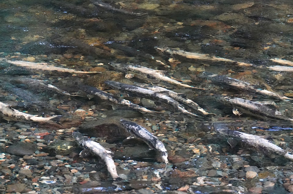 salmon-urban-return