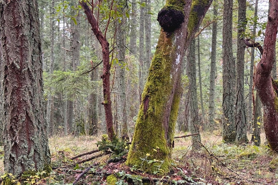 The land adjacent to the LAU,WELNEW / John Dean Provincial Park in North Saanich is important in keeping the rare old-growth forest intact for generations to come.