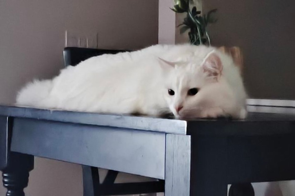 Joey in one of his last few photos in Michelle Sopczak's home at Twin Oaks, Sidney, B.C.