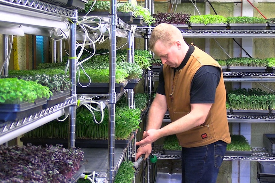 Mark Verhulst watering his microgreens and preparing them for harvesting.