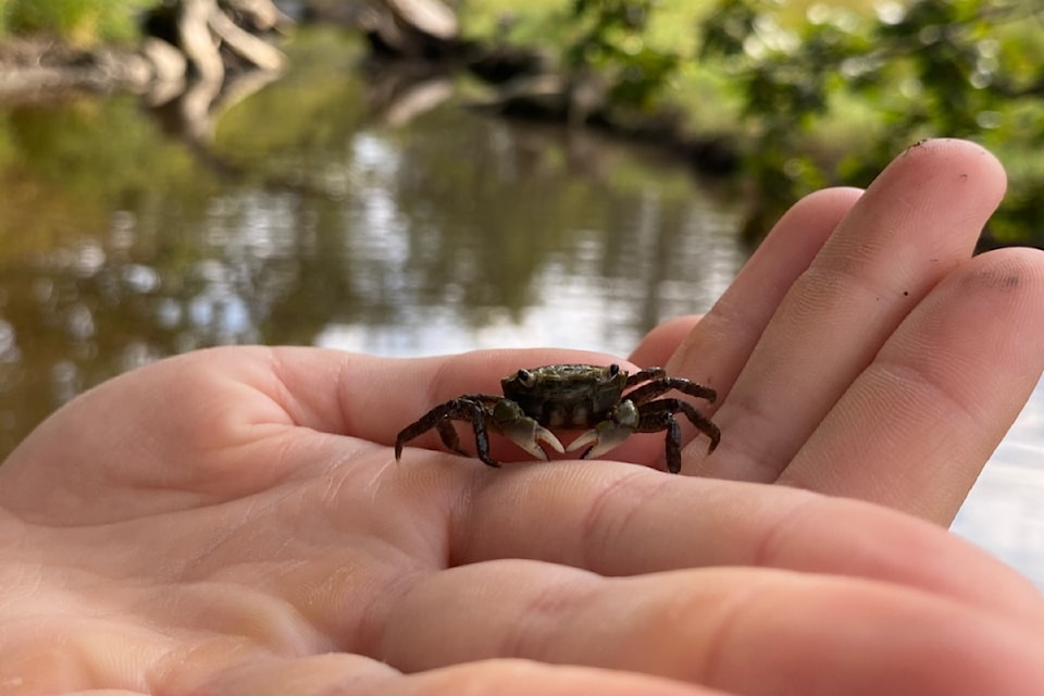 European green crabs are  identified by five spines on either side of the eye.