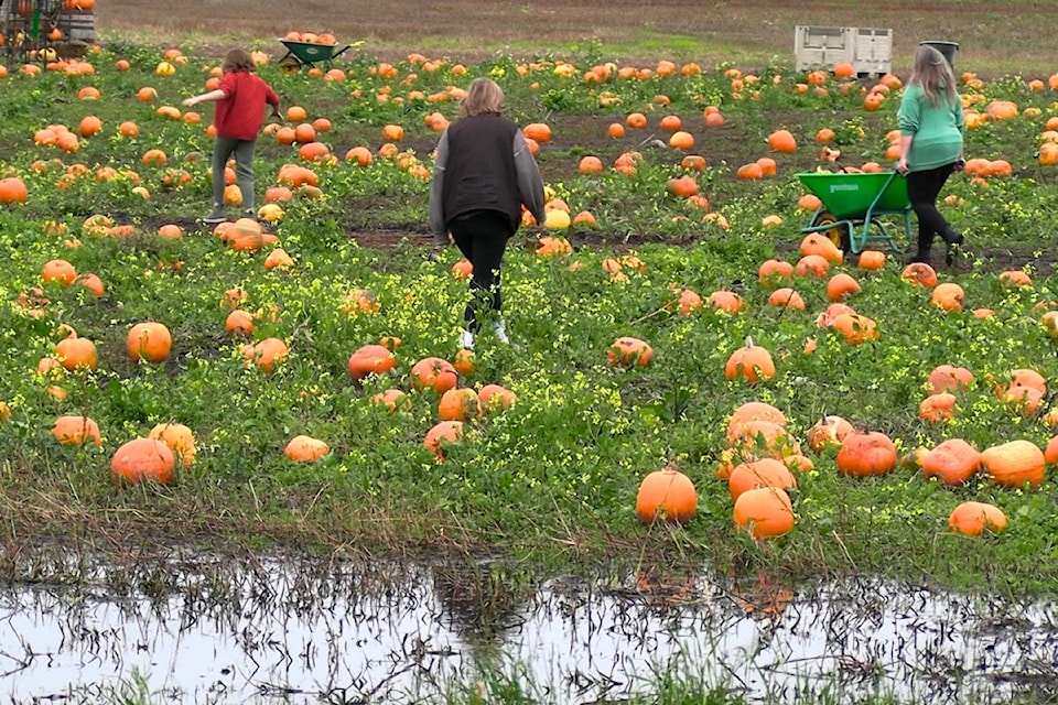 Roaming the field of pumpkins at Michell's.
