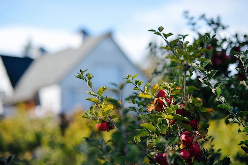 sea-cider-experience-orchard-summer