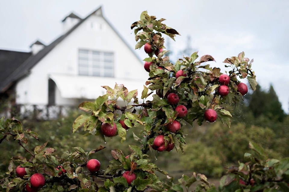 Sea Cider in Central Saanich holds agreements with several growers to ensure quality and quantity despite harsh weather.