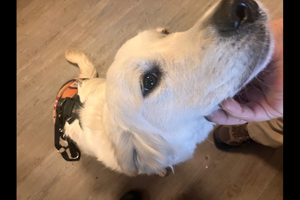 Tyson King is transitioning his Central Saanich-based VI K9 Consulting and Training Inc (VIK9) business to the established BC Charitable Society and CRA Non-Profit organization of VIK9 Assisted Human Services Society (VIK9 AHSS).