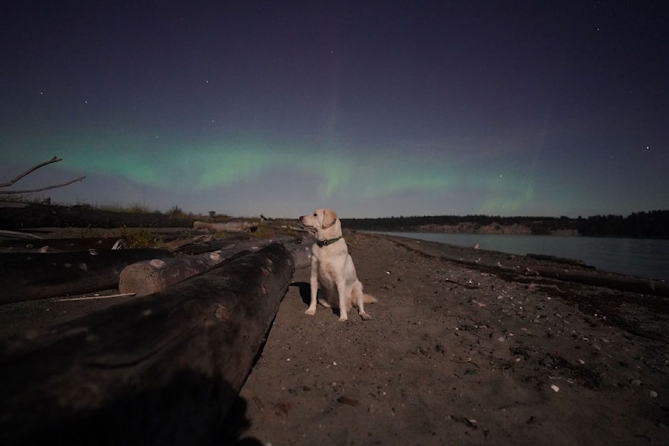 James Younger's dog, Lou, admires the aurora borealis at Island View Beach in the early hours of Tuesday, Sept. 17.