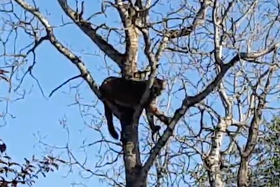 Sidney North Saanich RCMP issued an alert after residents reported a cougar spotted in a tree in the Epco Drive area on April 22.