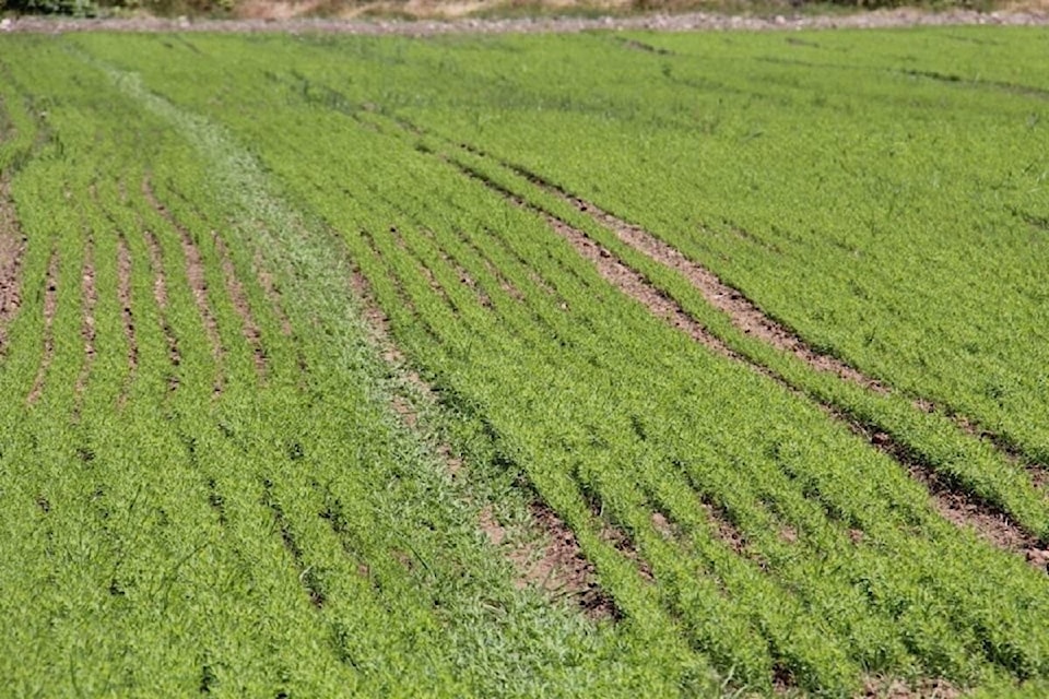 farmland