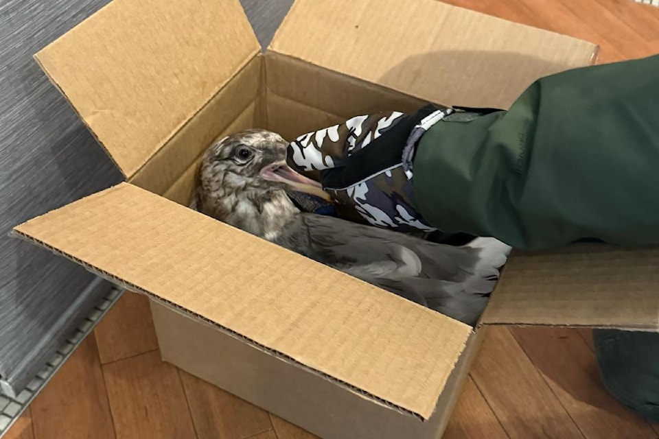 The injured seagull inside a box after being rescued.