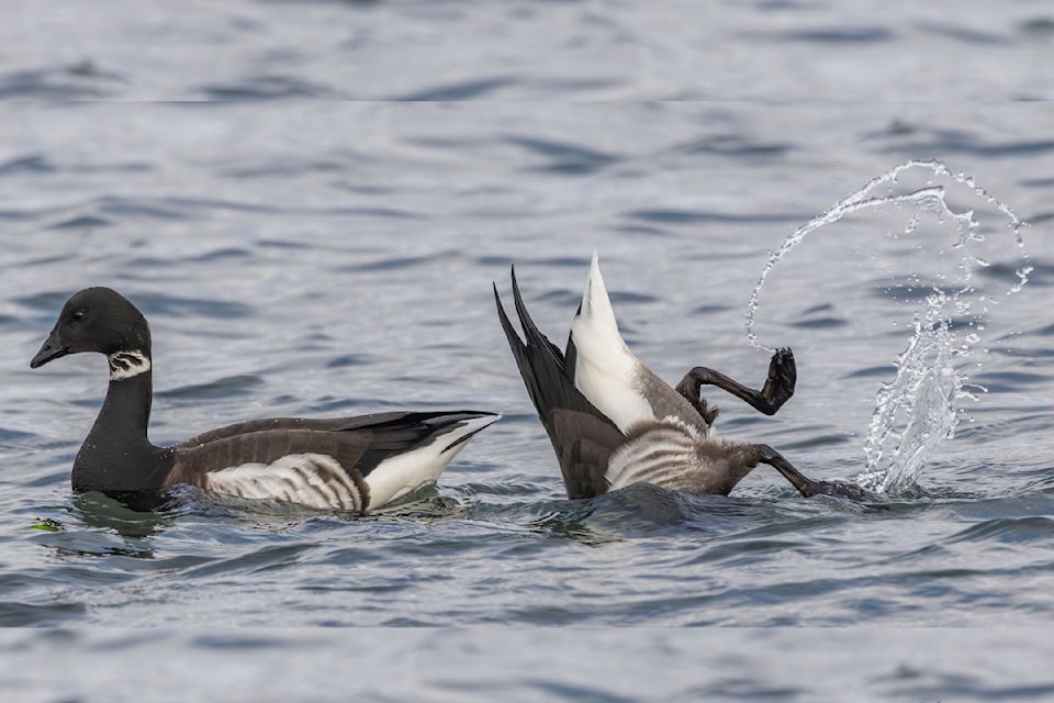brant-geese-duet