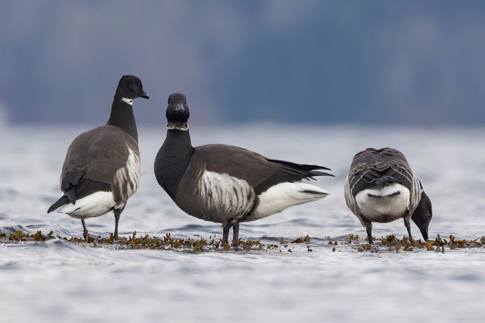 A plump of Black Brant Geese seen on Island View Beach on Jan. 6, 2025.