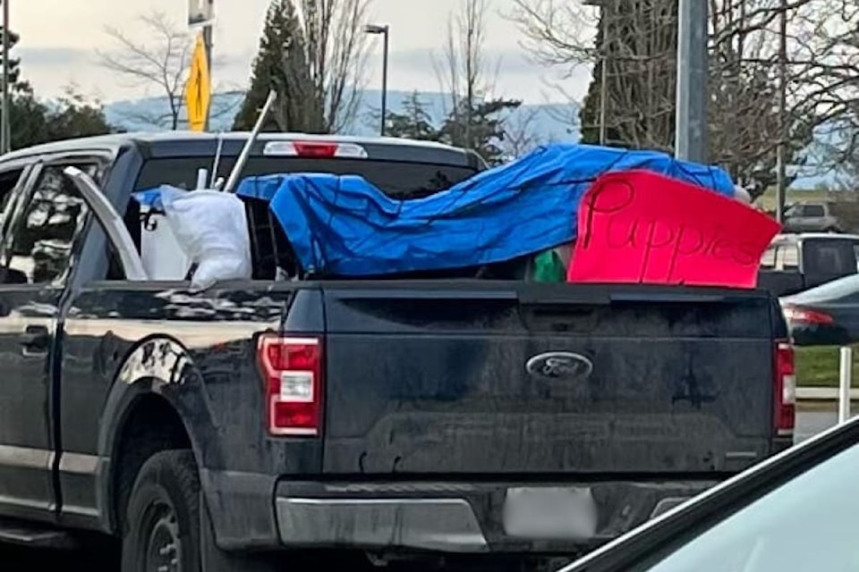 The nay blue pickup truck is pictured here with a sign that says 'puppies' in Sidney on Jan. 23.