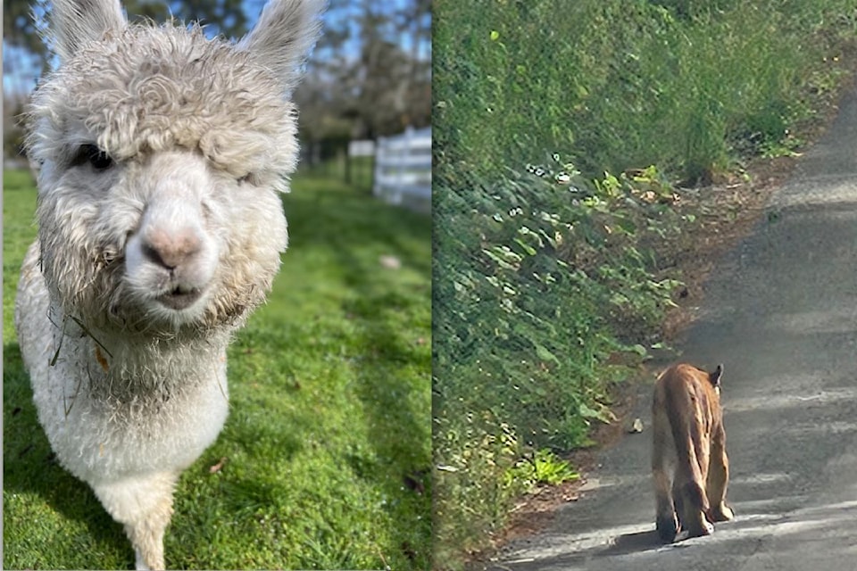 alpaca