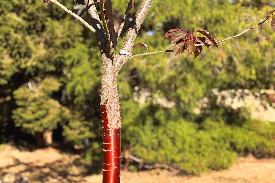 dominion-brook-parkcopper-tree