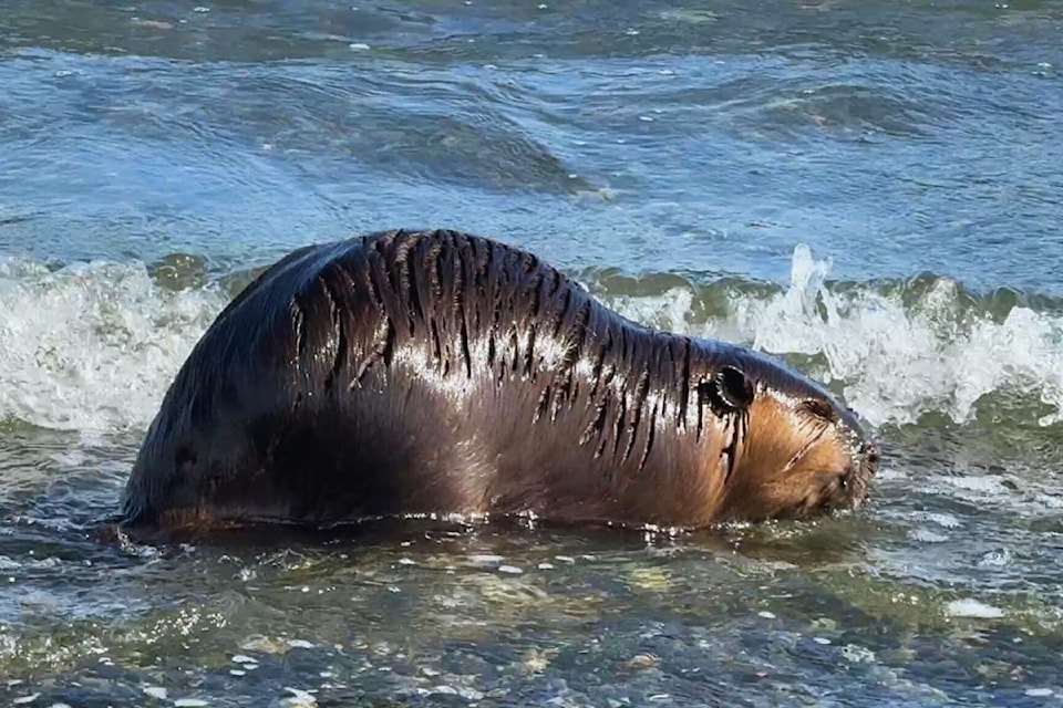 beaver-rescued