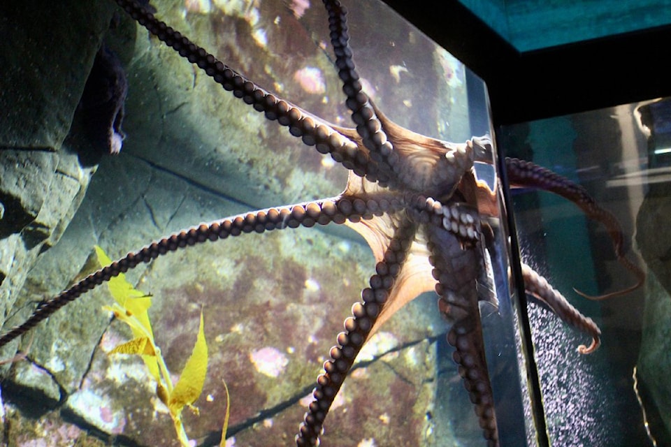 Cookie the octopus is one of several residents calling the Shaw Centre for the Salish Sea in Sidney home.
