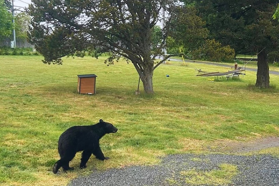 bear-sighting