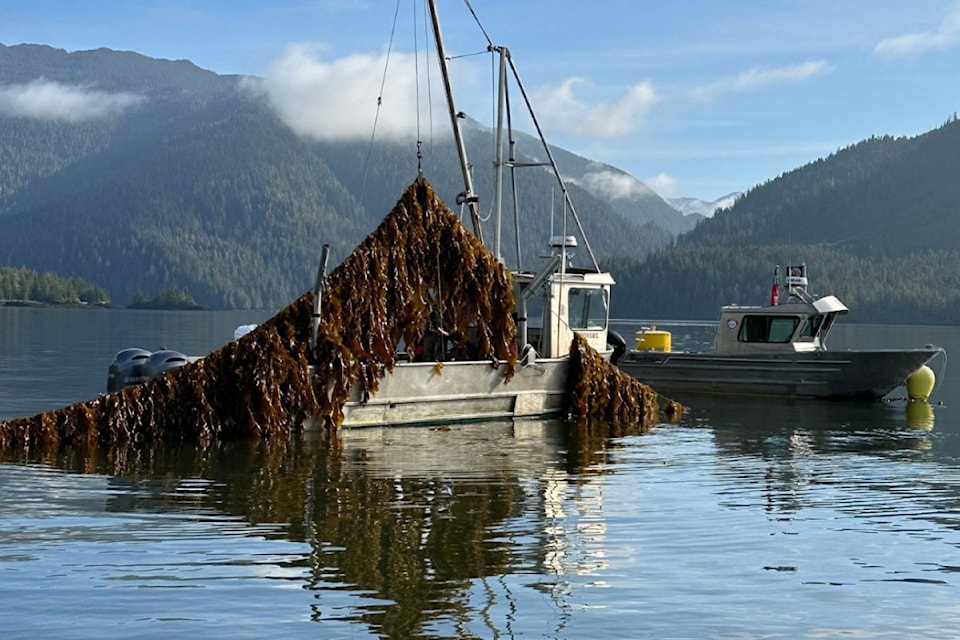 cascadia-seaweed