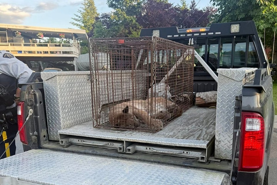 cougar-truck