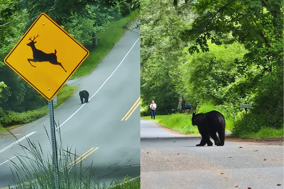 north-saanich-bear