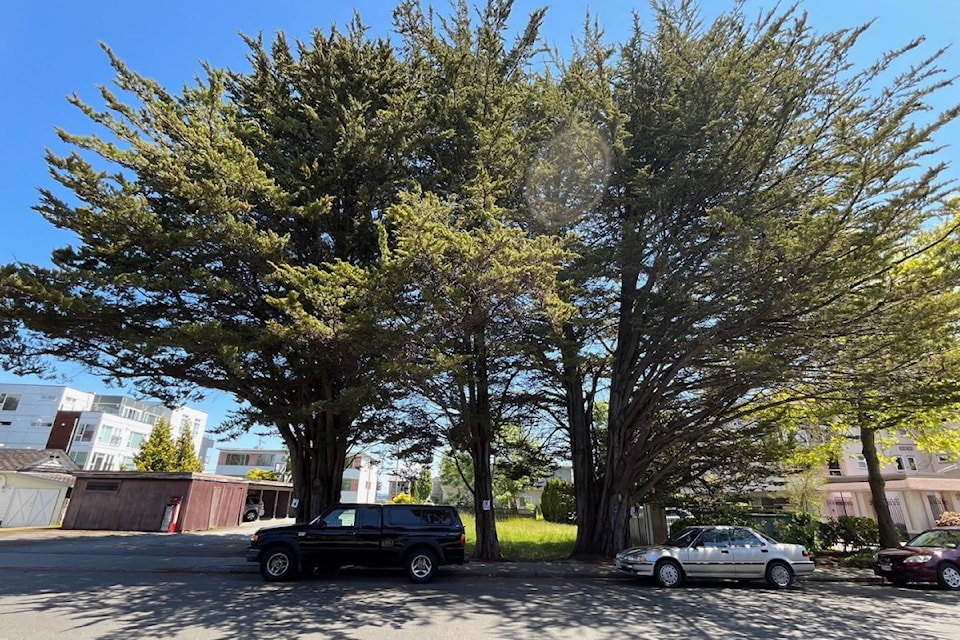 Three Cyprus Trees at Henry and Fourth streets in Sidney are aged 100+ years. 