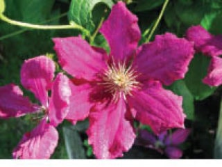 1549NewS.24.20110118123440.clematis_20110119