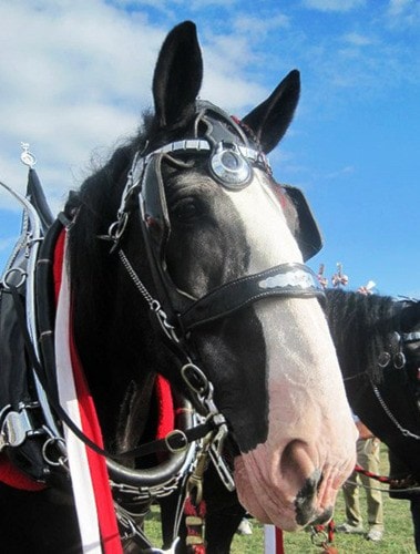 Submitted photo
june11/13-Nick the draft horse.
