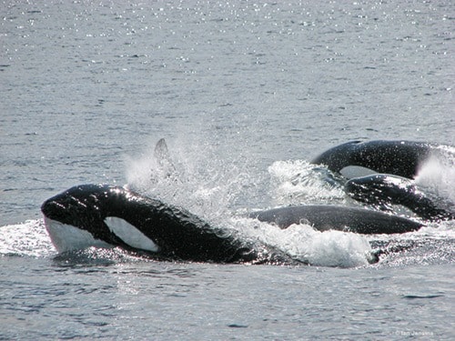 Ian Jansma The population of Southern Resident killer whales is at risk.