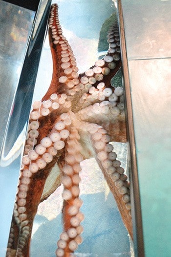 17381sidneyPNR-Feb20-OctopusStandalonePFeb2015
