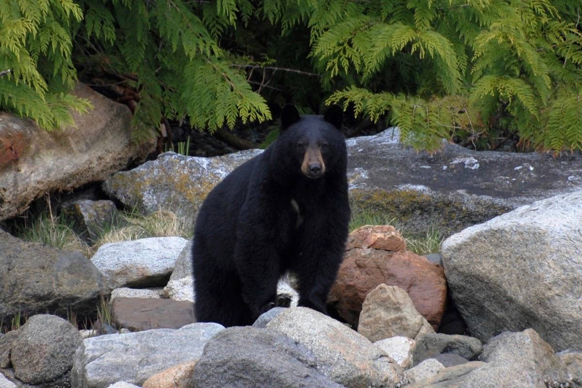 web1_170619-BPD-M-Campbell-River-Whale-Watching-black--bear