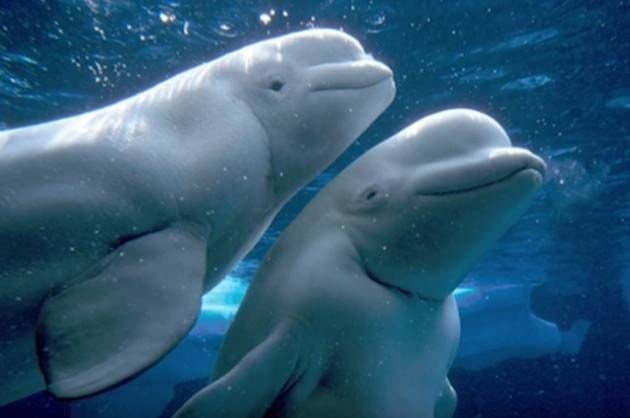 10243119_web1_Aquarium-beluga