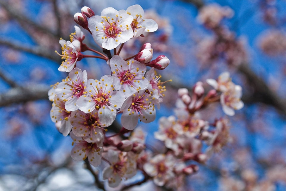 10669693_web1_VNE-CherryBlossoms
