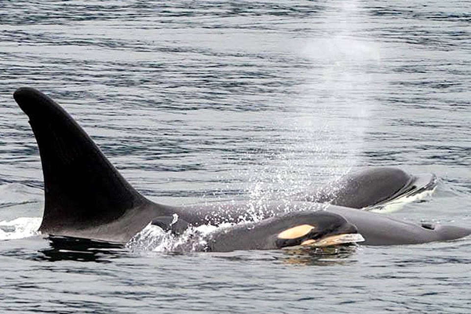 12188935_web1_180504-pdn-baby-orca-tsr