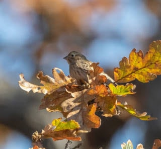 14142605_web1_181026-OBN-pine-bunting