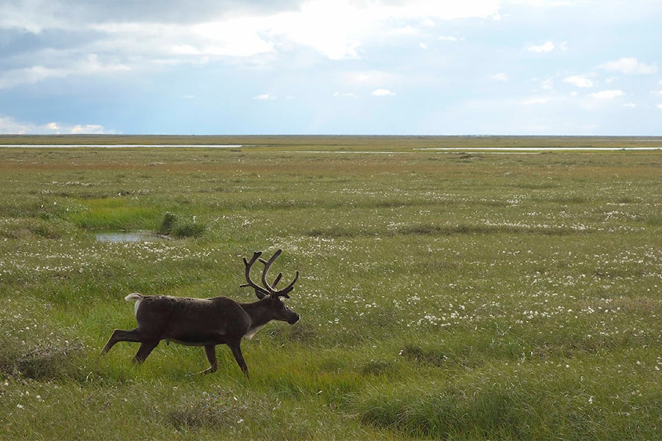 14915046_web1_caribou-permafrost_web