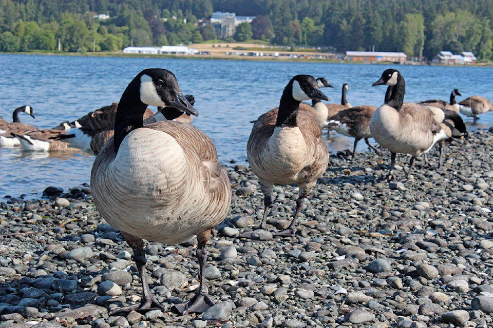 18435439_web1_181003-SNM-M-Geese