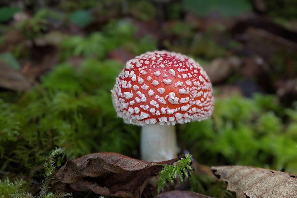 19075016_web1_191023-VNE-RedWhite-Mushrooms_1