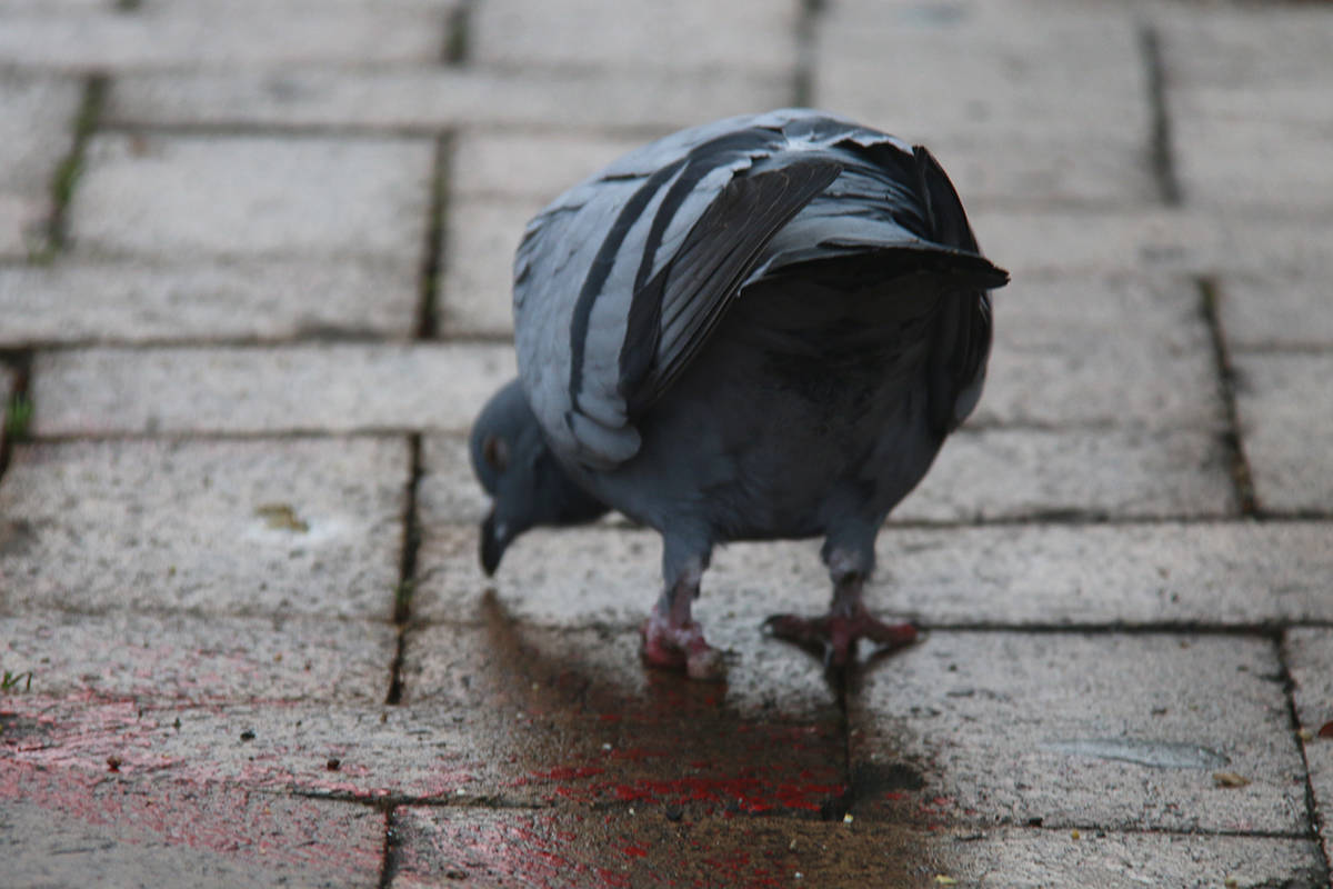 19743431_web1_191211-VNE-Pigeon-Feet-Cleaning_5