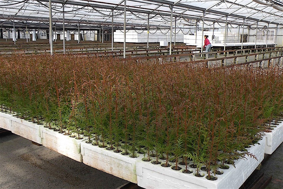 20495698_web1_200210-BPD-budget-tree-nursery_1