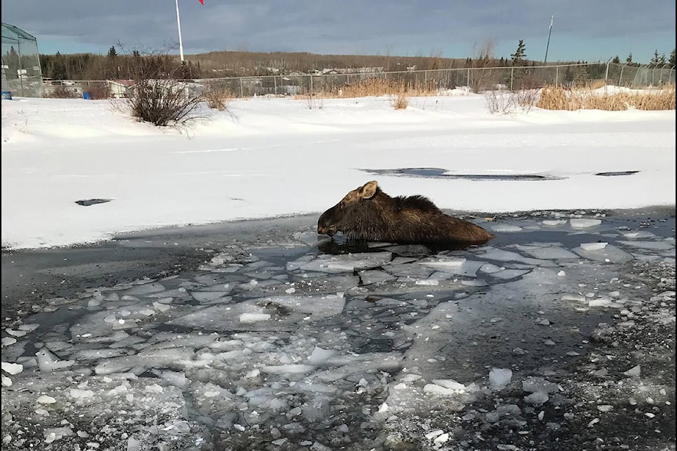 A moose fell through ice on March 4, 2020 in Fort St. John. B.C. Conservation Officers were quick to help rescue the moose and put it back on solid ground. (B.C. Conservation Officer Service photo)